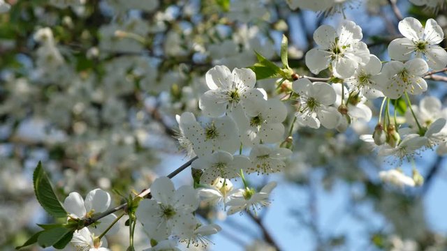 The wind sways a full blooming cherry branch against the  background  of a flowering tree in Ukraine.
