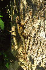 Obraz premium Lizard climb a tree
