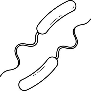 Vibrios bacteria