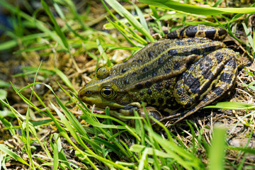 Frog hiding in the grass