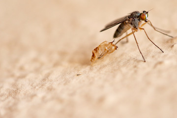 Mosquito shedding its skin perched on an urban garden wall near water tanks on a bright spring day