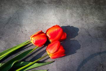 Black textured concrete background with three red tulips. View from above