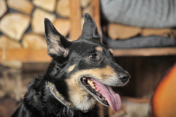 sad domestic dog mongrel sitting at home