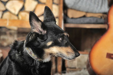 sad domestic dog mongrel sitting at home