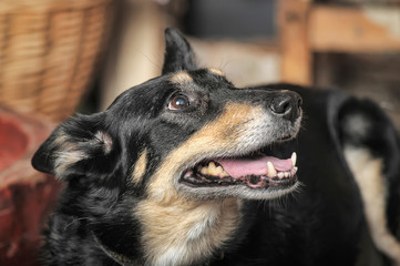 sad domestic dog mongrel sitting at home
