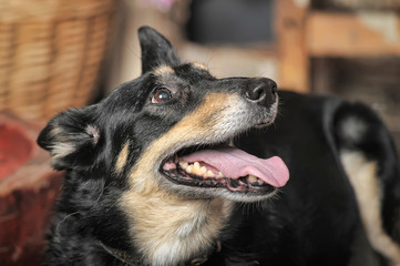 sad domestic dog mongrel sitting at home