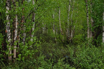 Obraz premium forest trees