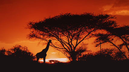 Silhouette of one african giraffe under a  tree - Kenya