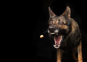 German shepherd dog catching food studio photo shoot