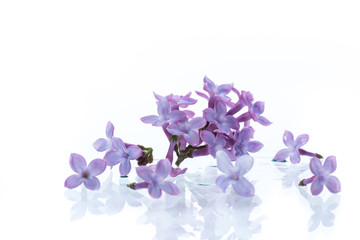 Fototapeta na wymiar bouquet of beautiful spring flowers of lilac on white background
