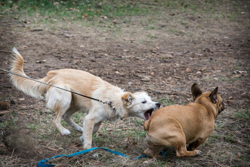 Naklejka na ściany i meble In the afternoon, two dogs met in the forest.
