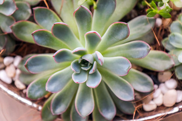 The plant of echeveria featuring crassulaceae vase. The botanical family of echeveria is crassulaceae.