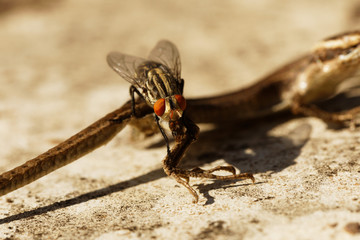 Common flesh fly sitting on dried out lizard