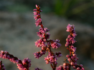 Morning dew on the heather flowers. Beautiful morning light of sunrise. Selective focus.