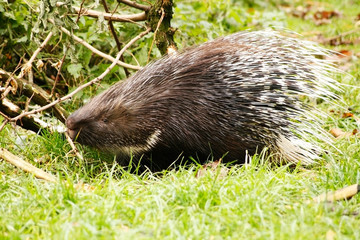 Spiky Indian crested porcupine