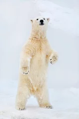 Gordijnen ijsbeer in de sneeuw © elizalebedewa