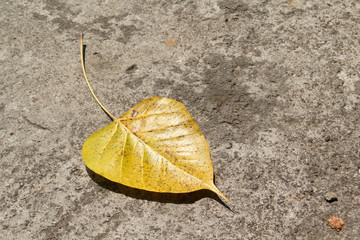 A yellow bodhi leaf on concrete floor.