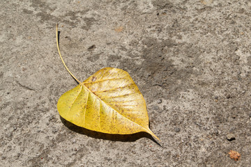 A yellow bodhi leaf on concrete floor. - Powered by Adobe