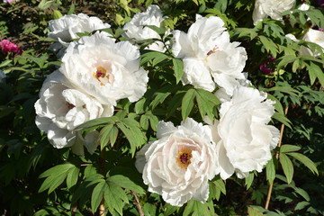 Pivoines blanches au jardin au printemps