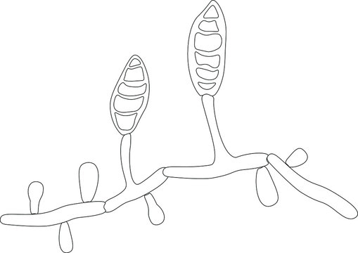 Structure of Microsporum