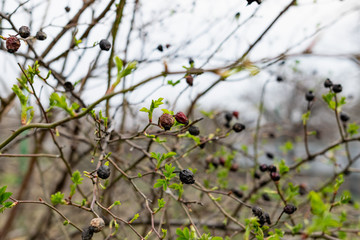 Wild small rose bushes with red and orange berries on prickly branches with small green petals, blue clear sky and native spaces and a wonderful landscape
