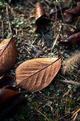A variety of leaves seen in the park.
