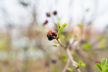 Wild small rose bushes with red and orange berries on prickly branches with small green petals, blue clear sky and native spaces and a wonderful landscape
