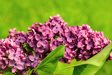 Flower spring background. Blooming beautiful bright lilac flowers lit by sunny light.Amazing natural view of bright lilac flowers in garden at sunny spring day with green leaves as a background.