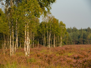 Early morning on the heathland. Amazing violet color of heather flower. Forest in the background.