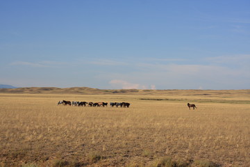 Fototapeta na wymiar Wild horses in the steppe
