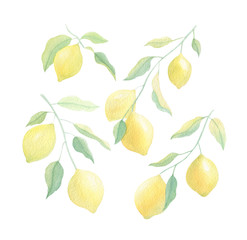 Watercolor lemon branch set isolated on white background. Lemon hand drawn botanical illustration for invitation, background, card, frames. Yellow, green color. Spring, summer season. 