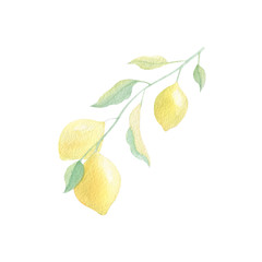 Watercolor lemon branch isolated on white background. Lemon hand drawn botanical illustration for invitation, background, card, frames. Yellow, green color. Spring, summer season. 