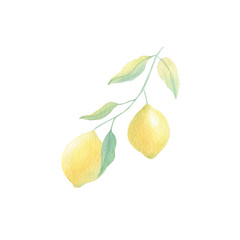 Watercolor lemon branch isolated on white background. Lemon hand drawn botanical illustration for invitation, background, card, frames. Yellow, green color. Spring, summer season. 