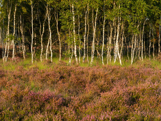 Early morning on the heathland. Amazing violet color of heather flower. Forest in the background.