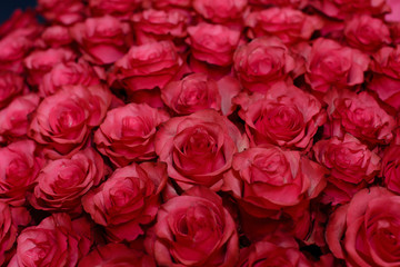 Texture of pink rosebuds tightly folded, a large number, background
