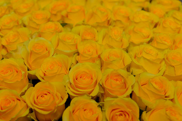 Texture of yellow rosebuds tightly folded, a large number, background
