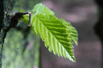 Spring flowers in May 