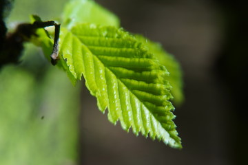 Spring flowers in May 