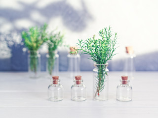 Composition with sprigs of thuja. Green branches with soft needles are in glass test tubes. Cork plugs are nearby. Gray cement background. Copy space.