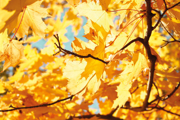 Naklejka na ściany i meble Baum mit gelben Blättern im Herbst / tree with yellow leaves in autumn