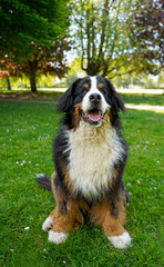 Large Bernese Mountain Dog sitting on the green grass in the dog friendly park. His mouth open. 