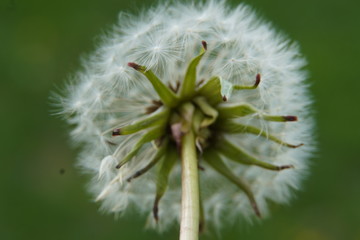 Dandelion seeds in May 