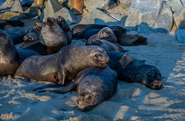 Group of sea wolves on the beach