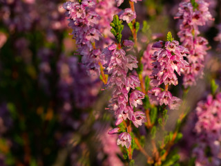 Morning dew on the heather flowers. Beautiful morning light of sunrise. Selective focus.