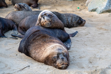 Group of sea wolves on the beach