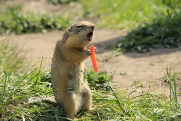 Cute Rodent Black Tailed prairie dog Eating Carrot Close Up.Prairie Dog (Cynomys Ludovicianus) Is Eating A Carrot