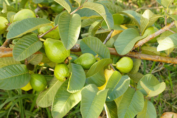 Guava fruit ripening on tree