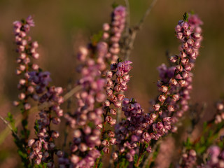 Morning dew on the heather flowers. Beautiful morning light of sunrise. Selective focus.