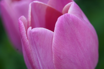 Pink tulip flower in spring 