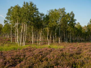 Early morning on the heathland. Amazing violet color of heather flower. Forest in the background.